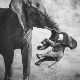Black and white photograph of an elephant and calf