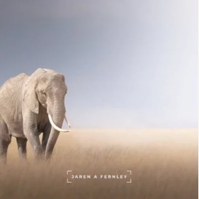 Lone elephant walking across the savannah