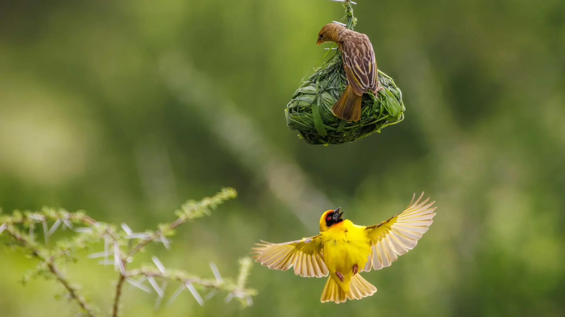 Weaver birds in Samburu