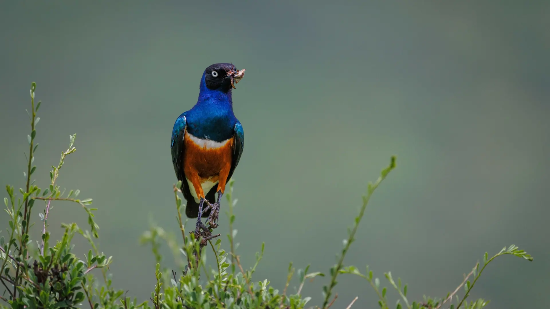 Soroi Amboseli
