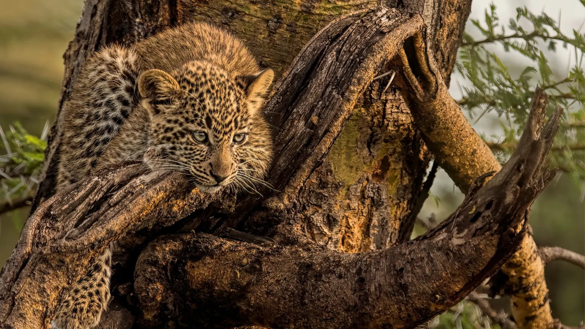 Soroi Amboseli, Amboseli