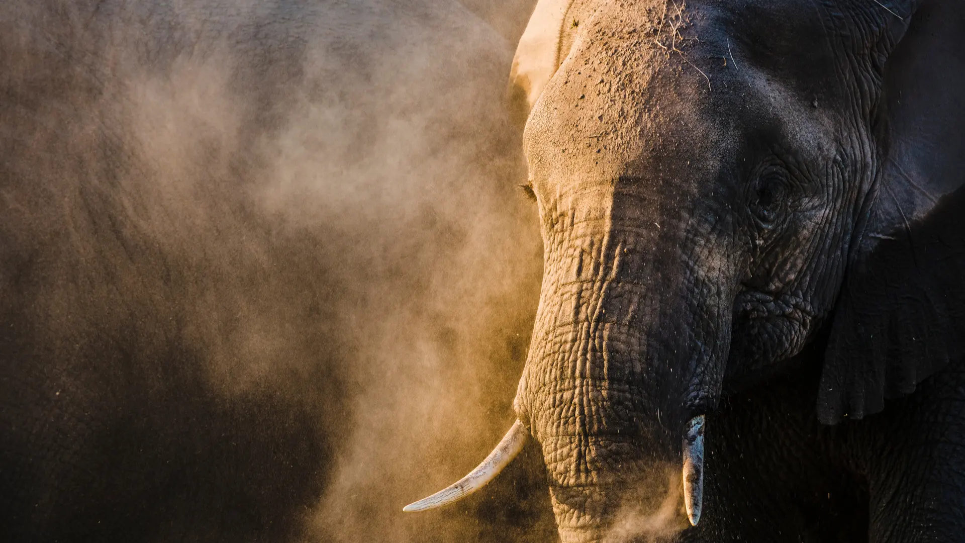 Elephant in the dust of the Maasai Mara