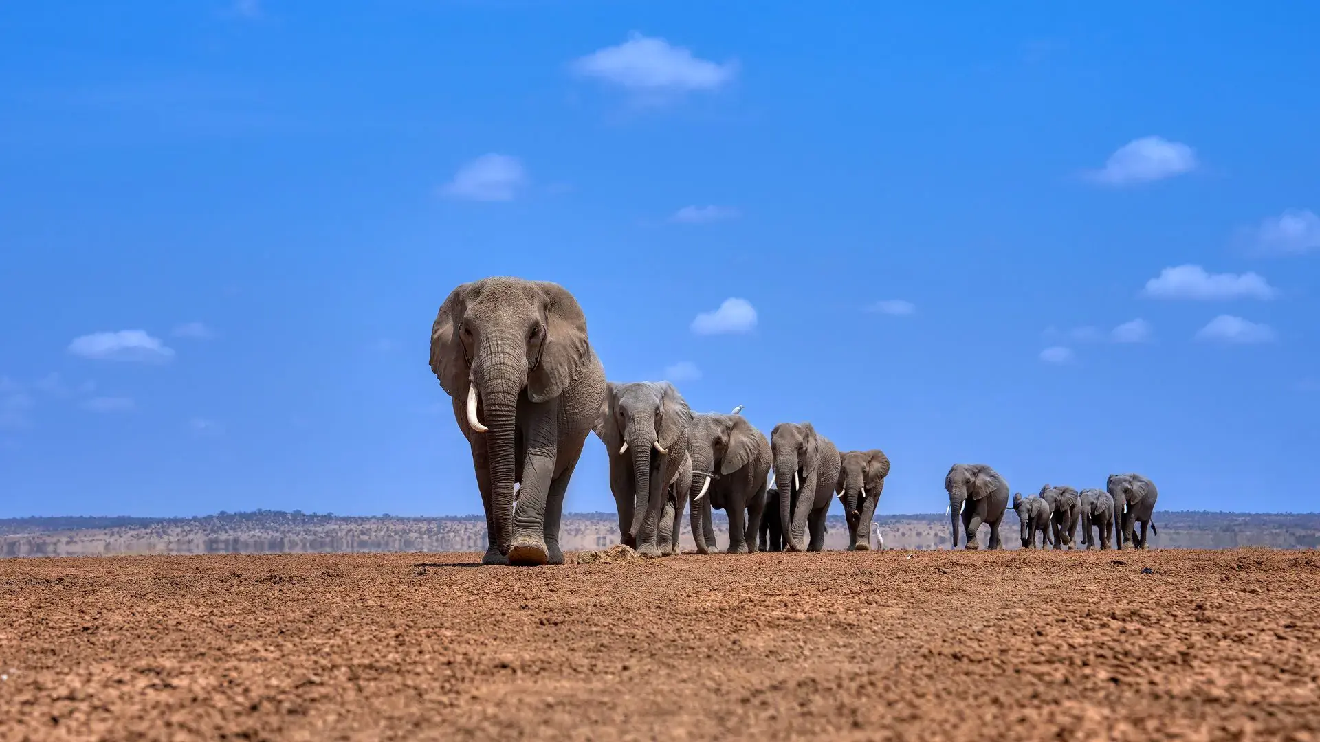 Elephants of Amboseli with Mount Kilimanjaro