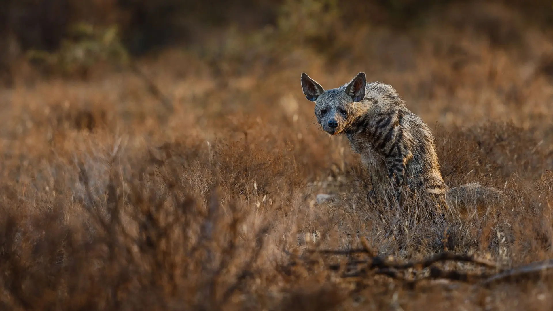 Soroi Samburu Lodge, Samburu