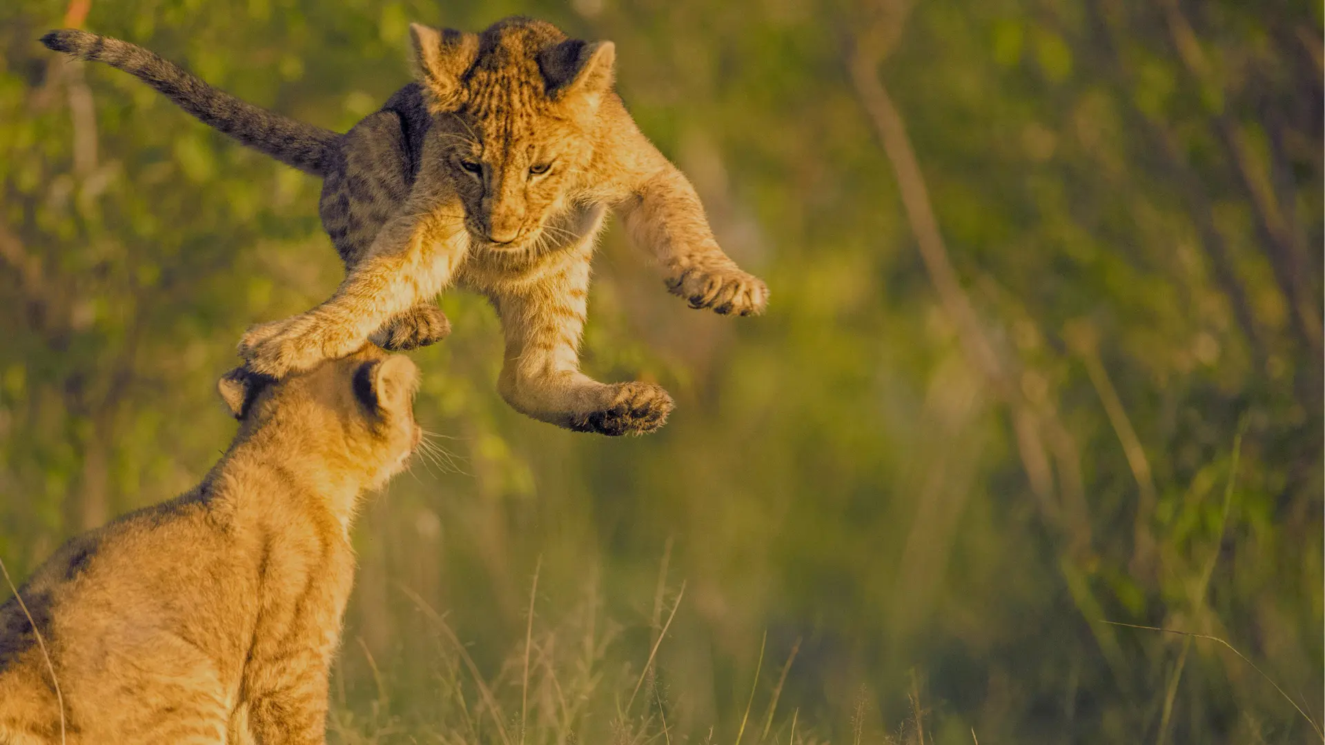 Lion cubs playing in the Maasai Mara