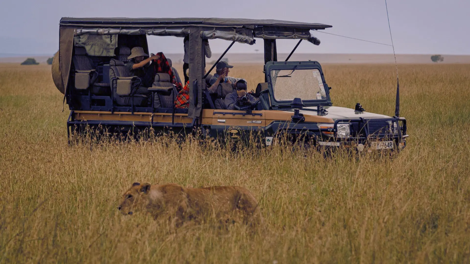Lion on safari in the Maasai Mara