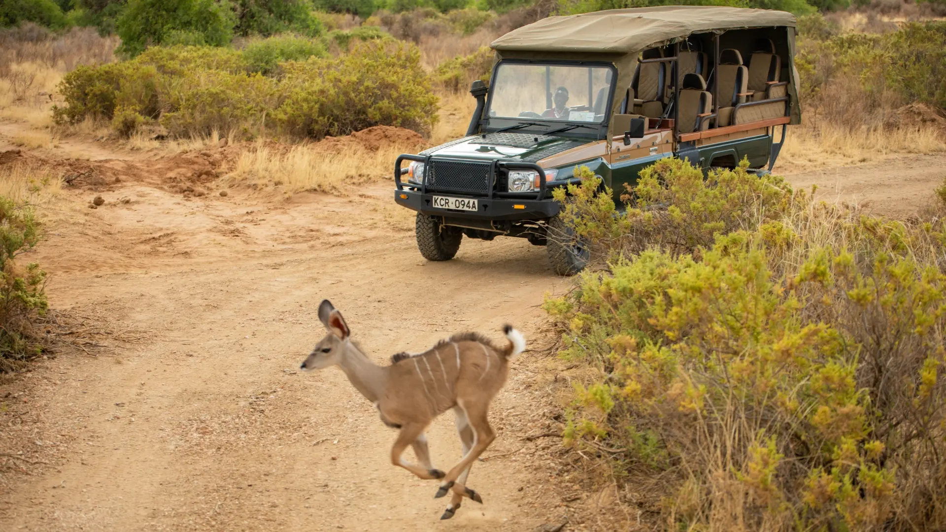 Safari vehicle on a game drive in Samburu