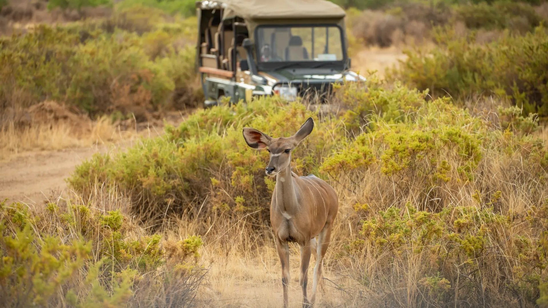 Safari vehicle and kudu on a game drive in Samburu