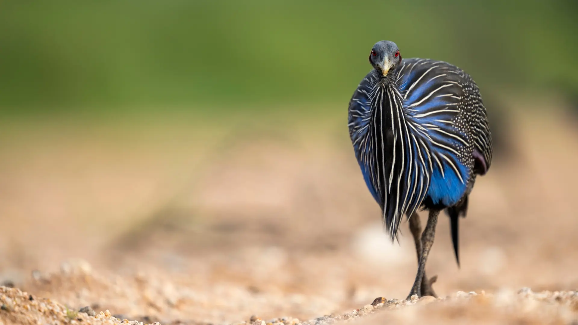 Community and conservation in Diani