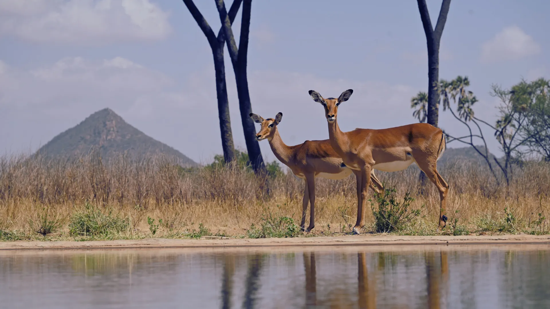 Samburu Photo Hide photo 4