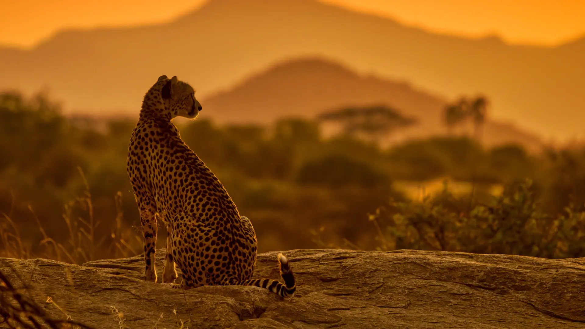 Photograph of Samburu