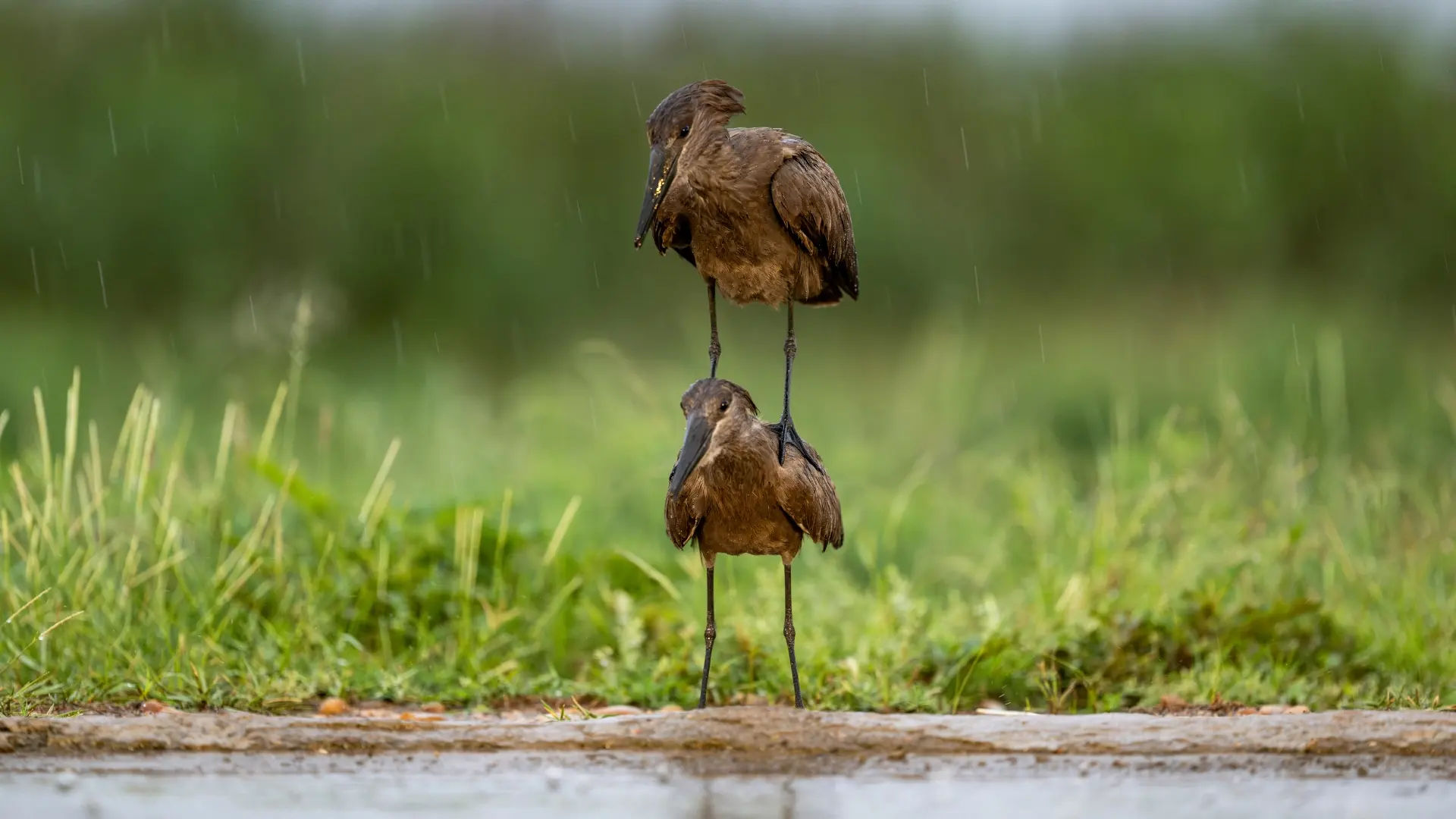 Birdwatching along the Ewaso Nyiro river