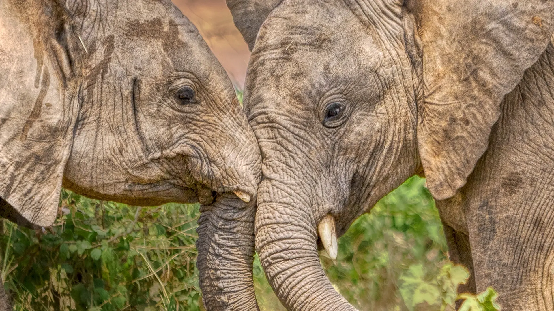 Elephants at the Reteti Elephant Sanctuary