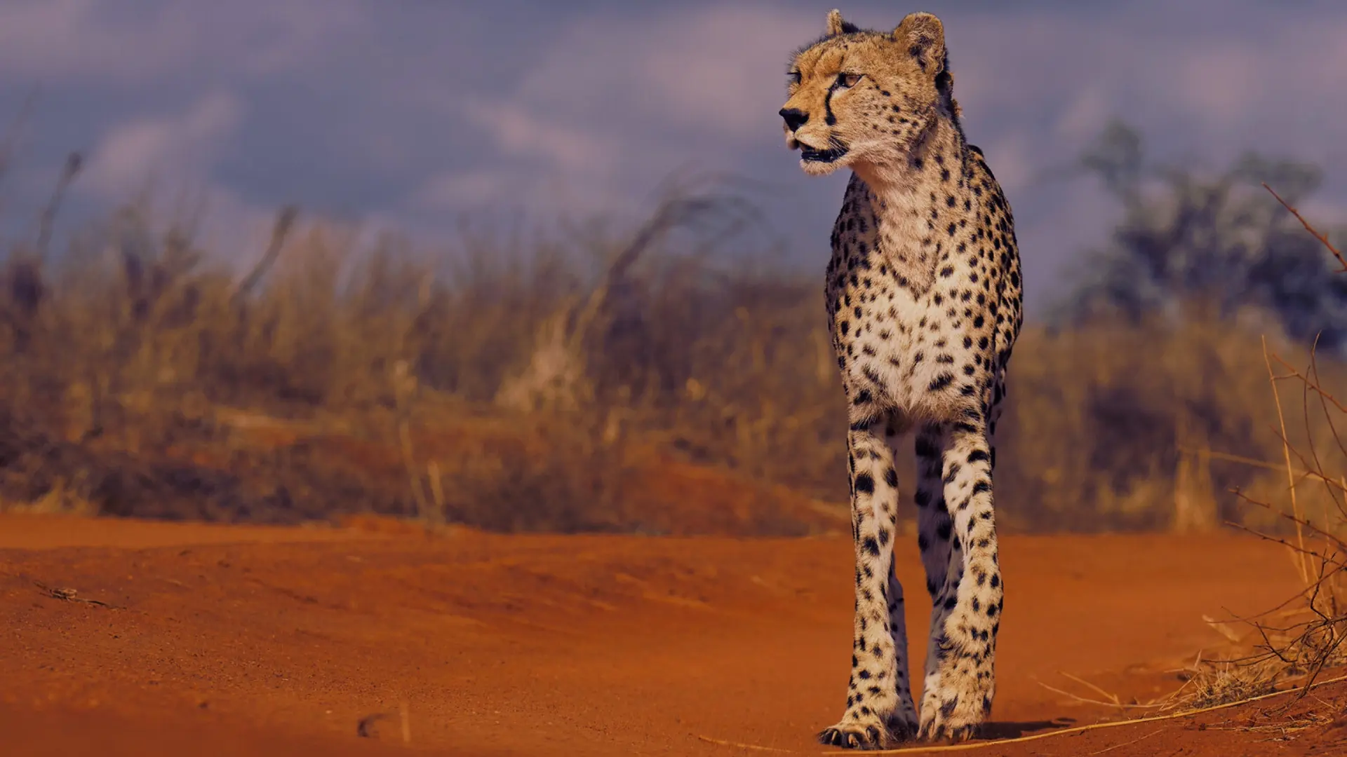 Soroi Leopards Lair, Tsavo West