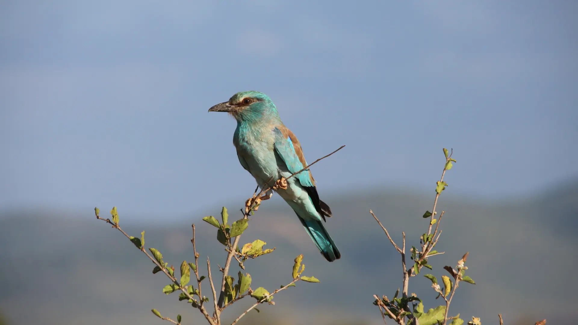 Bird watching in Tsavo West