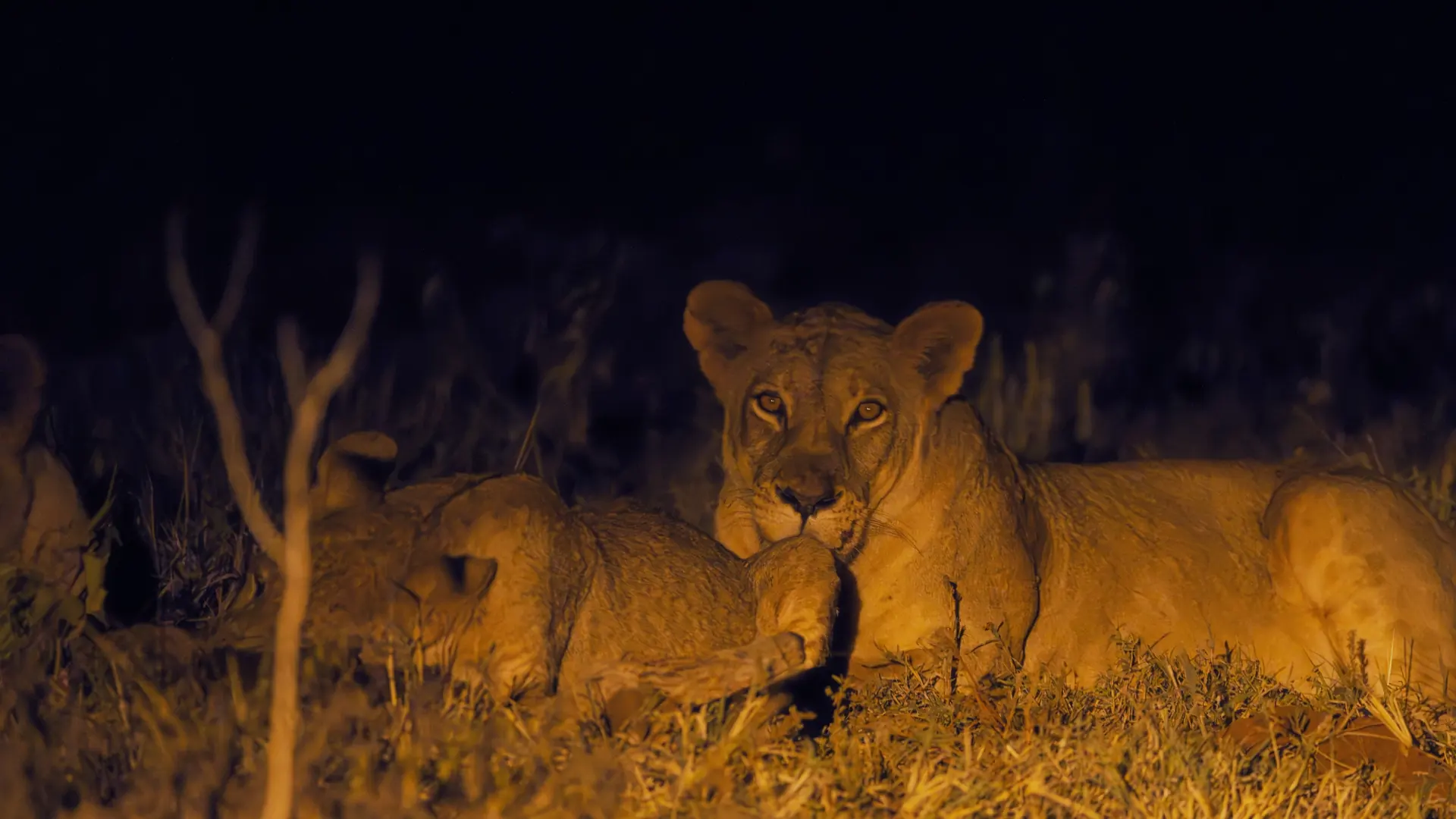 Night game drive in Tsavo West