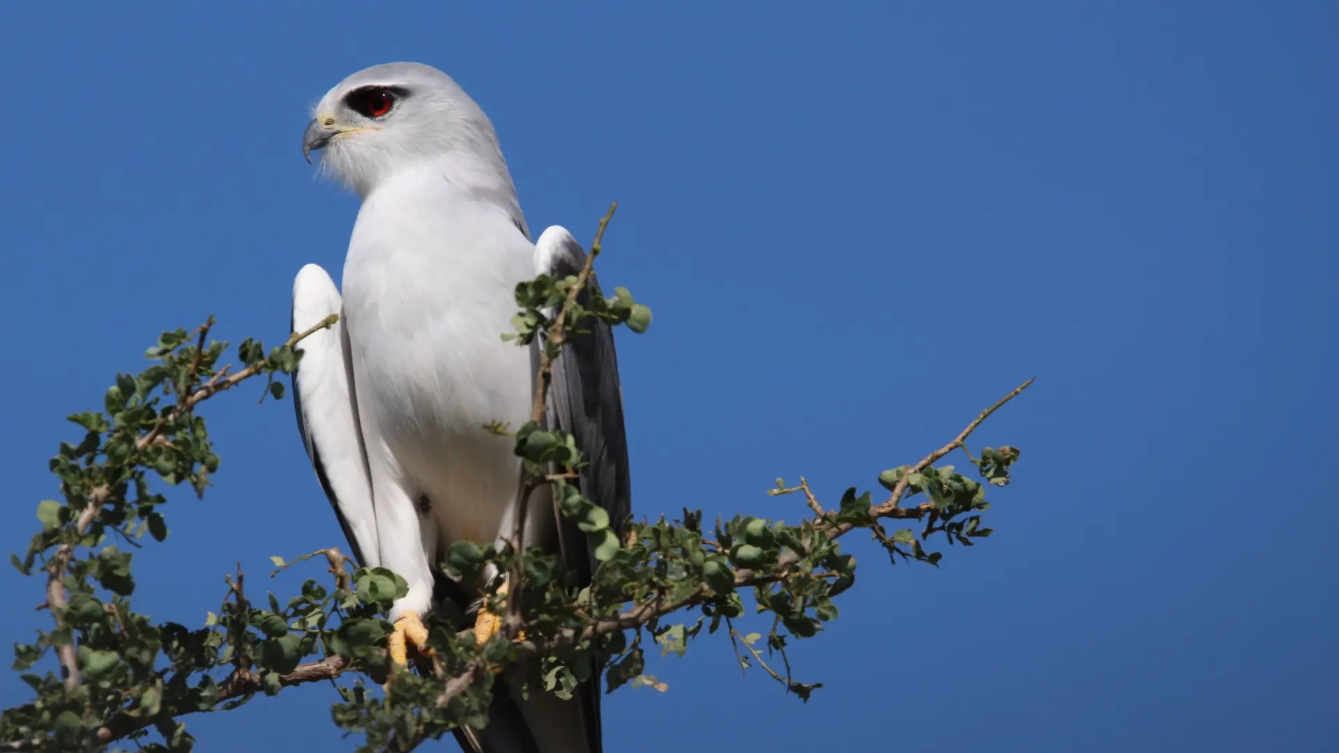 Bird watching in Tsavo West