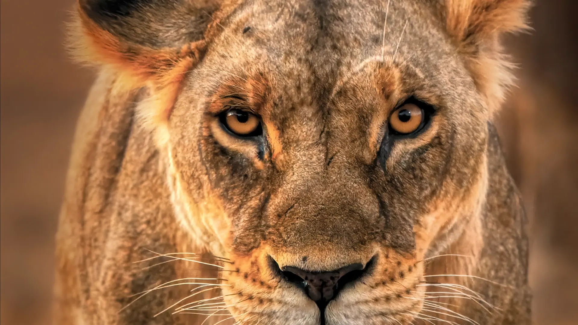 Soroi Lions Bluff Lodge, Tsavo West