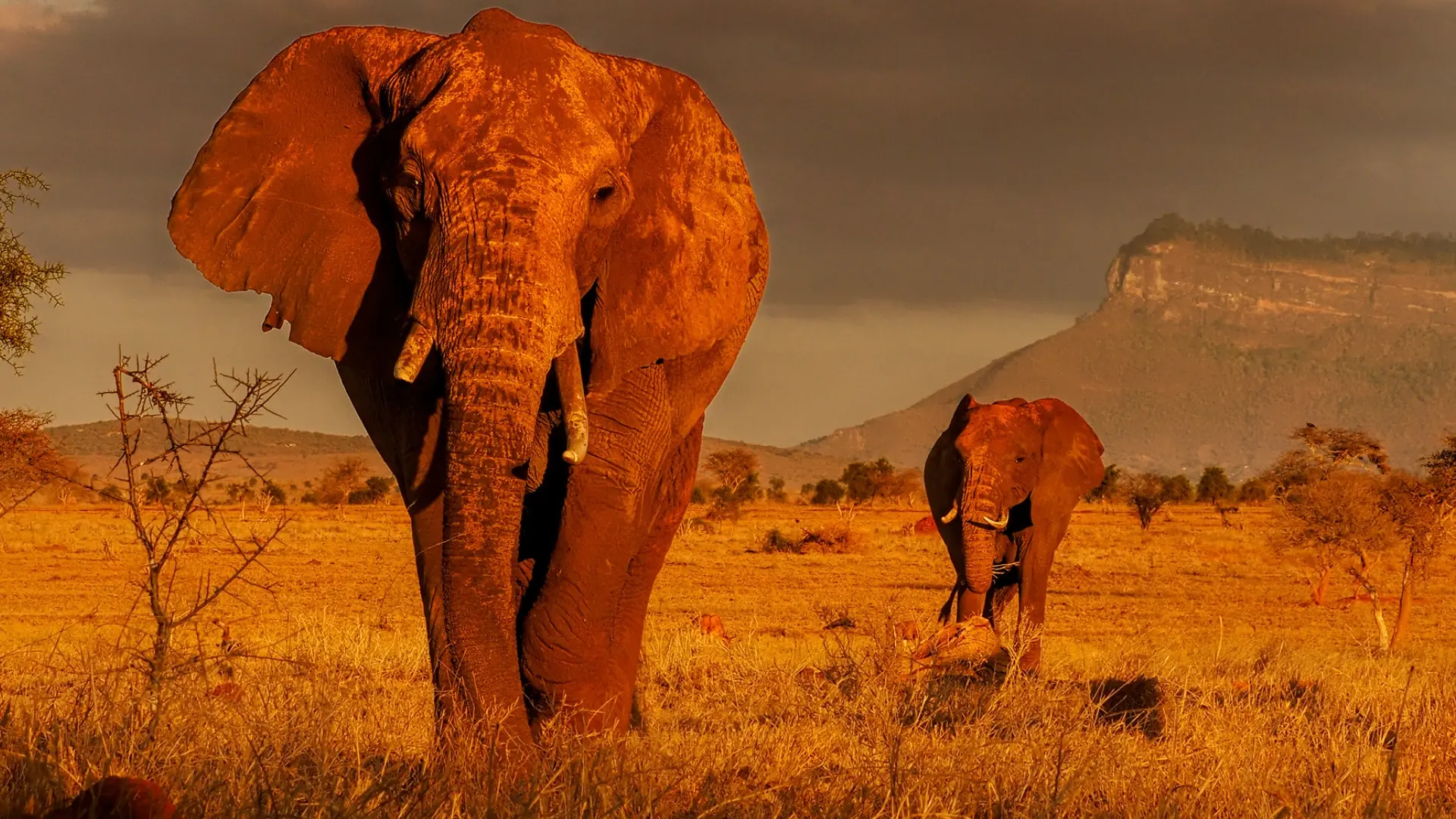 Soroi Lions Bluff Lodge, Tsavo West