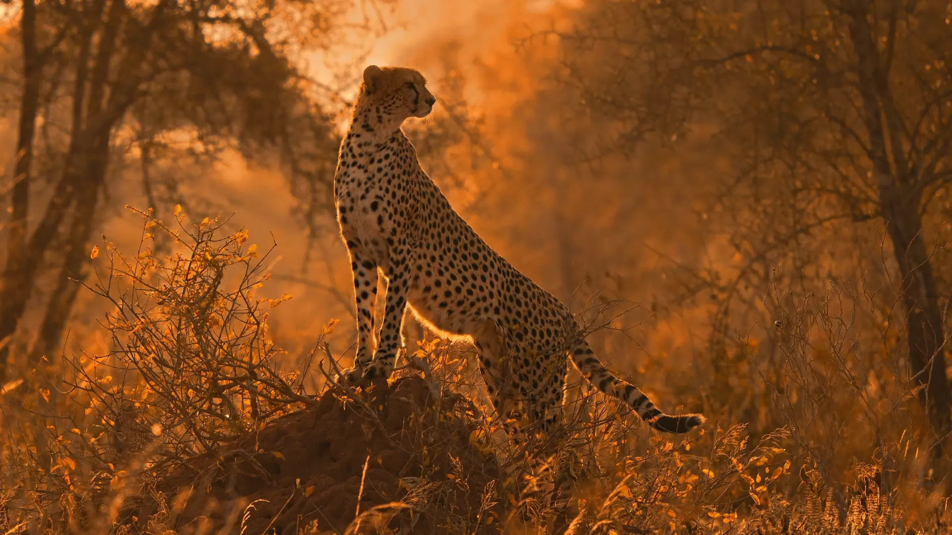 Soroi Lions Bluff Lodge, Tsavo West