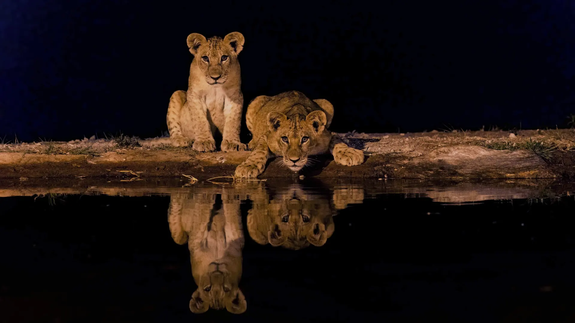 Night Game Drive at Soroi Lions Bluff Lodge