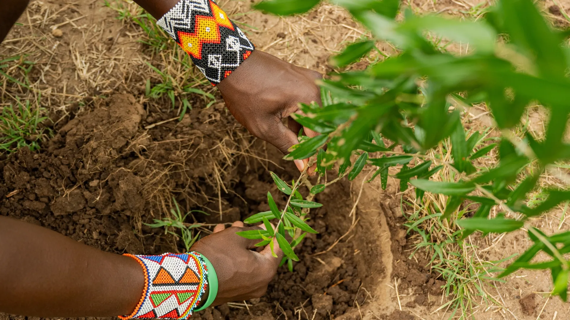 Tree Planting at Soroi Lions Bluff Lodge