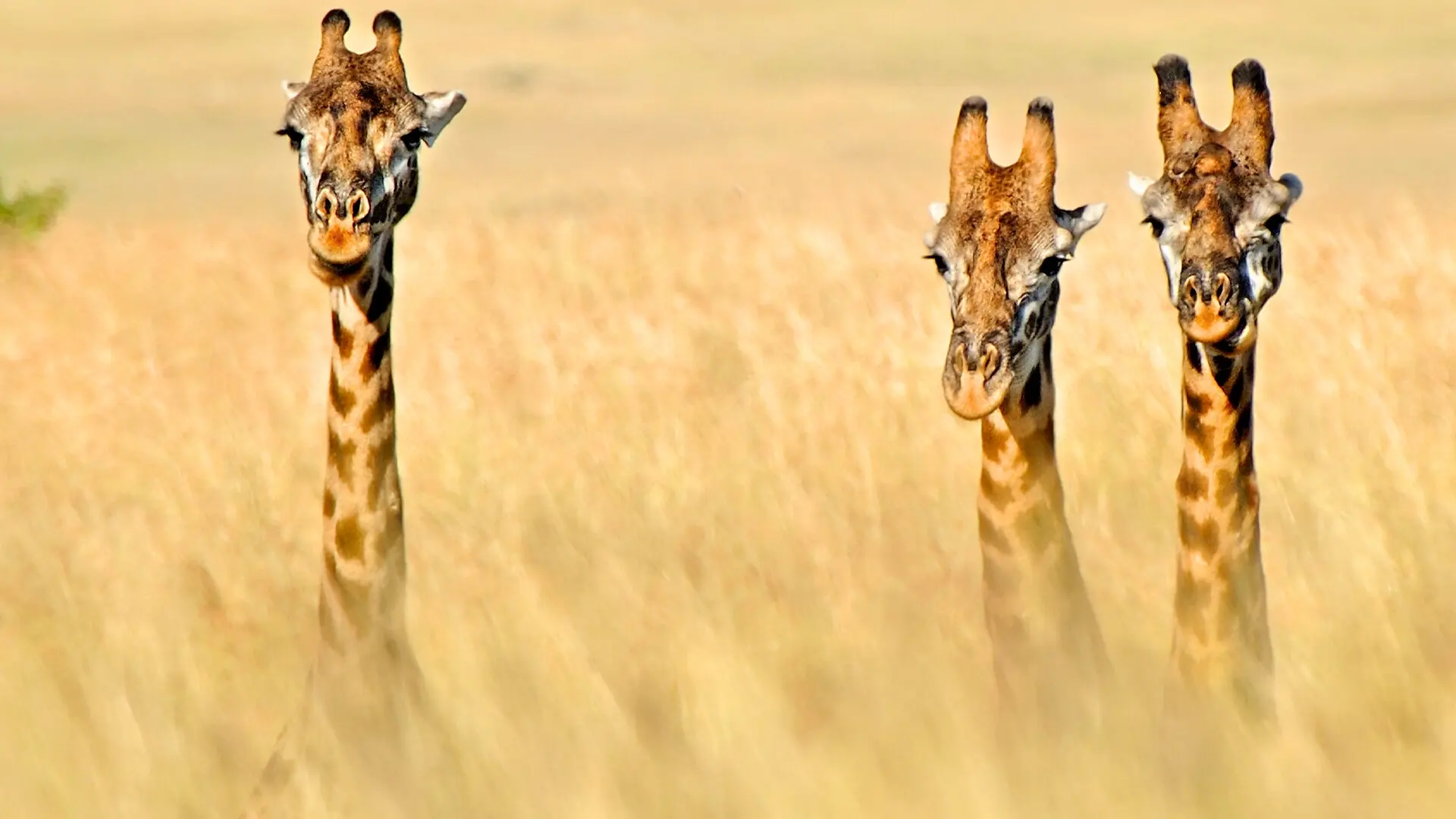 Soroi Private Wing, Maasai Mara