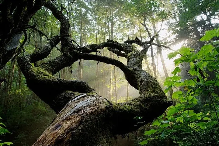 Kaya Kinondo sacred forest