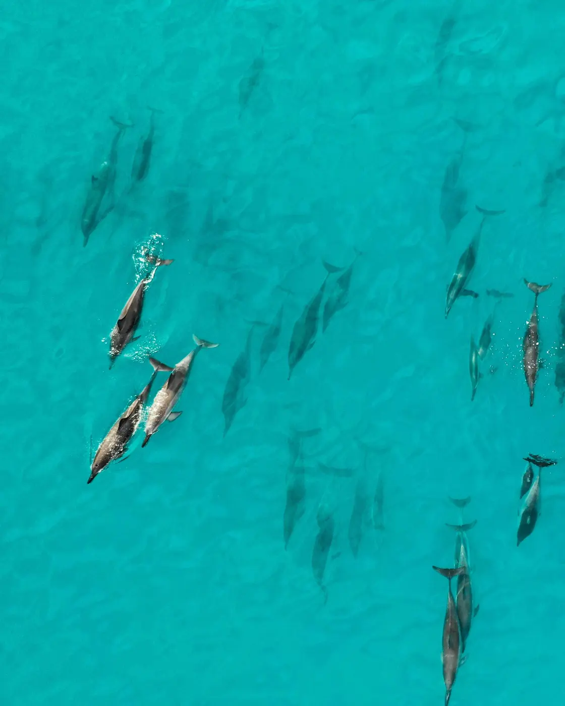 Dolphins off Wasini Island